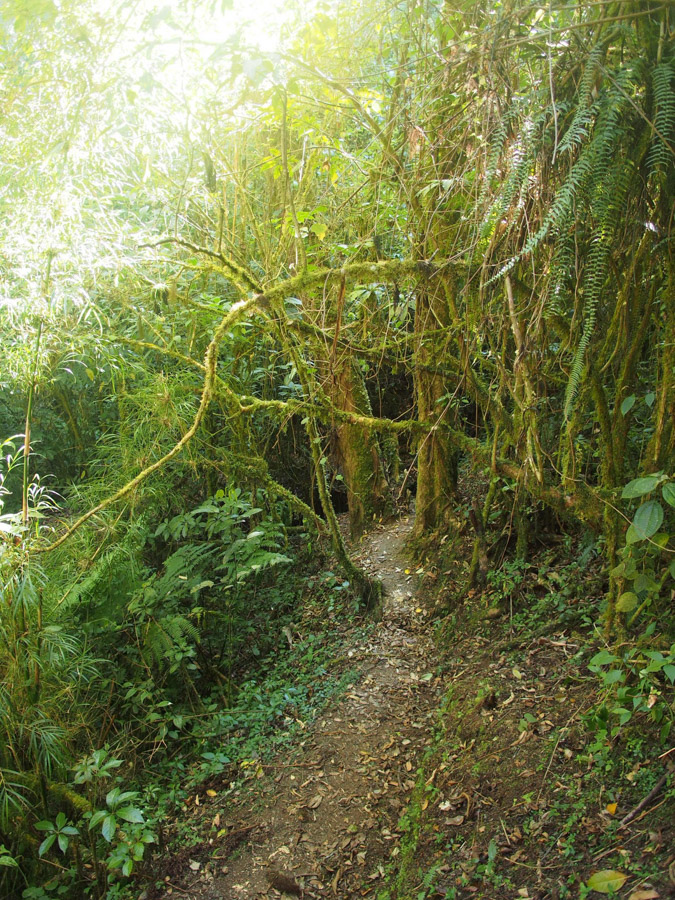 costa rica paraiso quetzal lodge hike 2