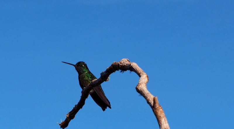 costa rica paraiso quetzal lodge hike bird