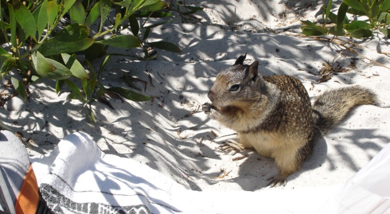 carmel squirrel