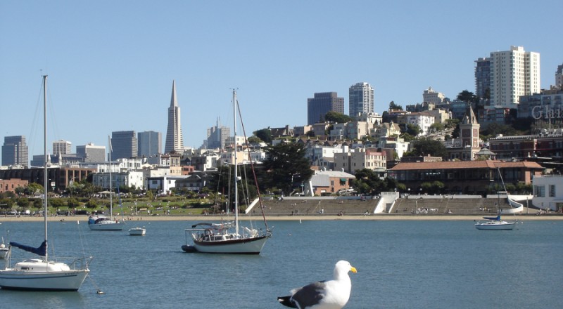 san francisco sea gull