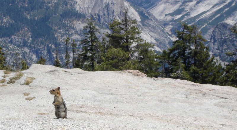 yosemite marmot