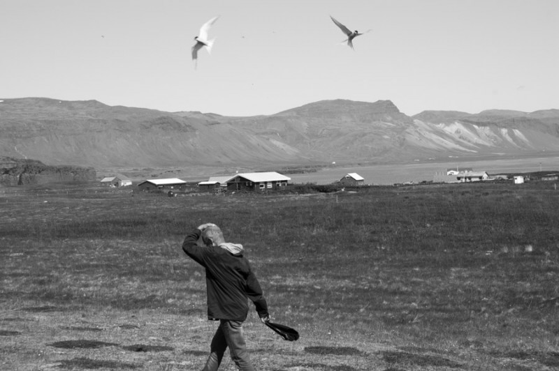 iceland bird attack