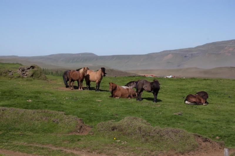 iceland horses