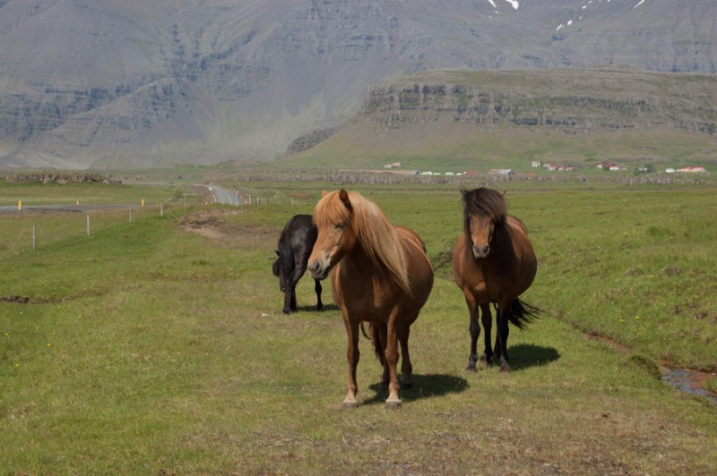 iceland horses near vik