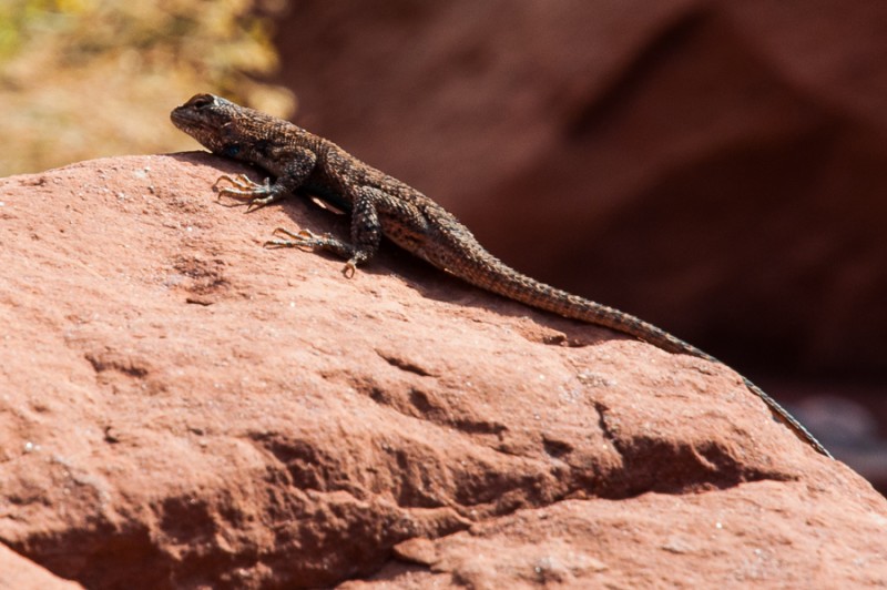 fisher towers lezard