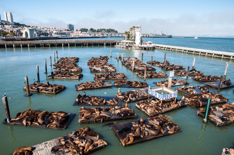 san francisco fishermans wharf seals