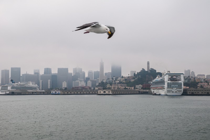 san francisco seagull