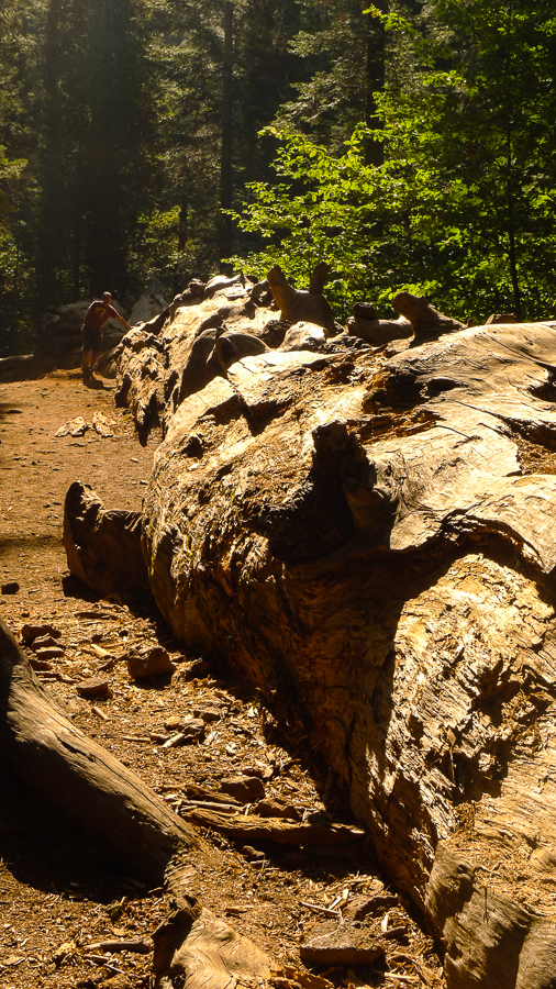 upper yosemite giant tree