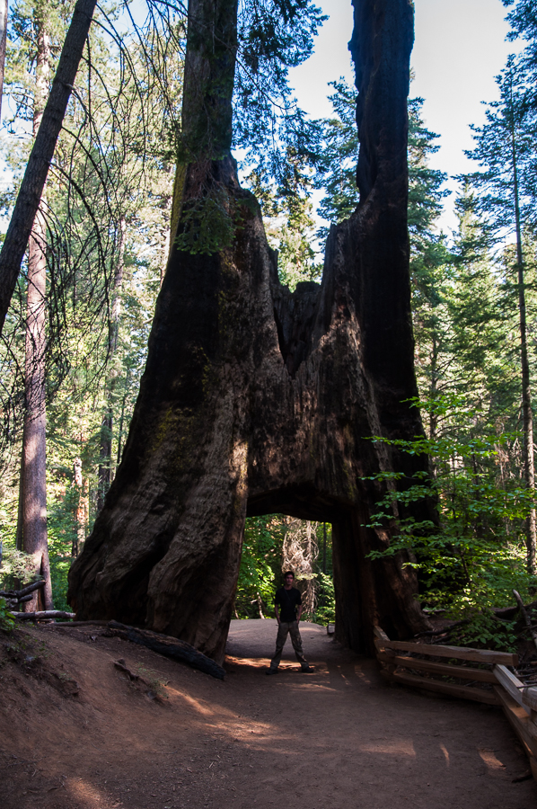 upper yosemite hole in the tree