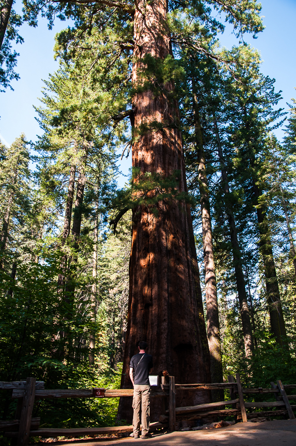 upper yosemite trees