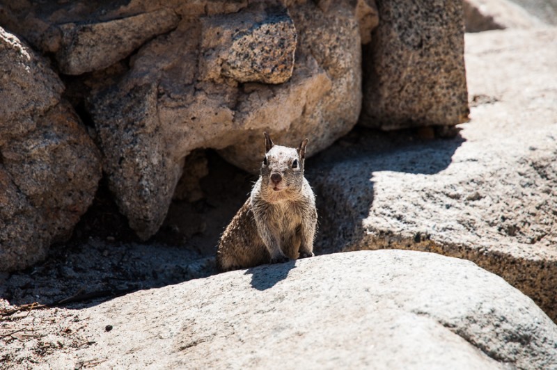yosemite squirrel