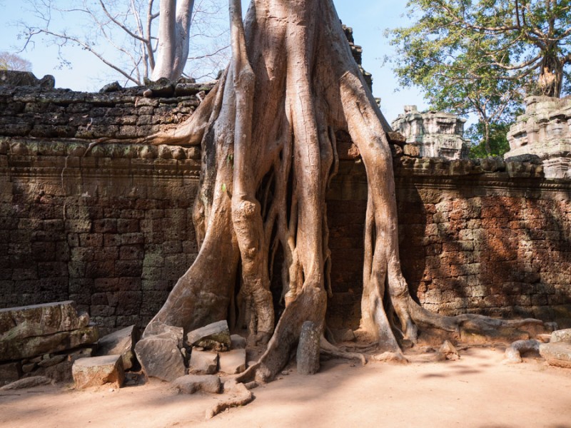 angkor tree