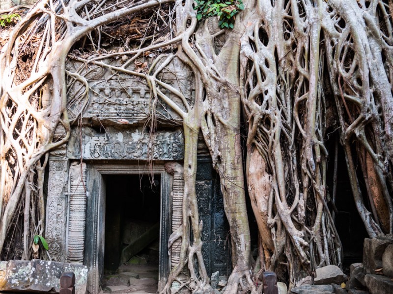 angkor vat door and tree roots