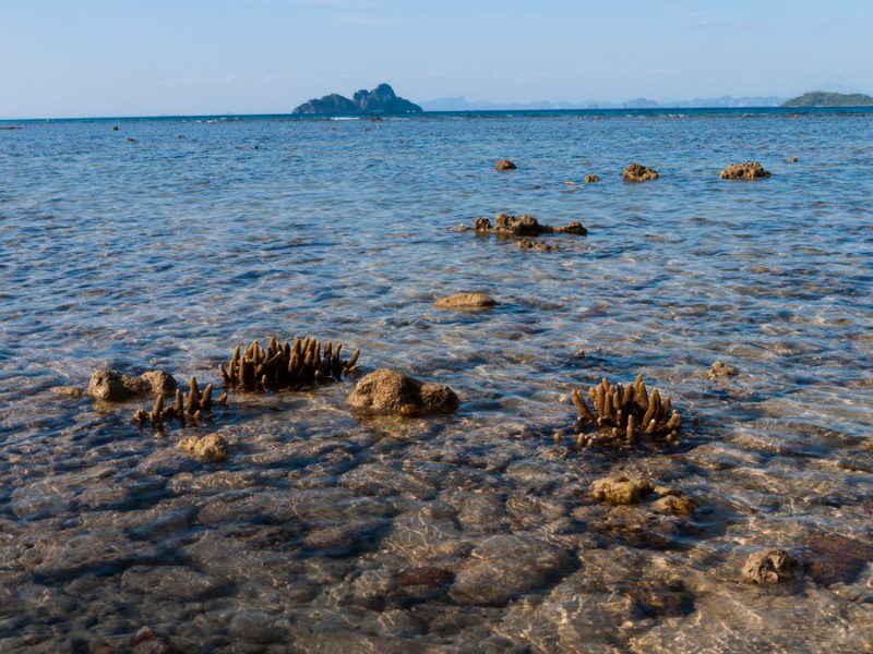 ko phi phi coral reef
