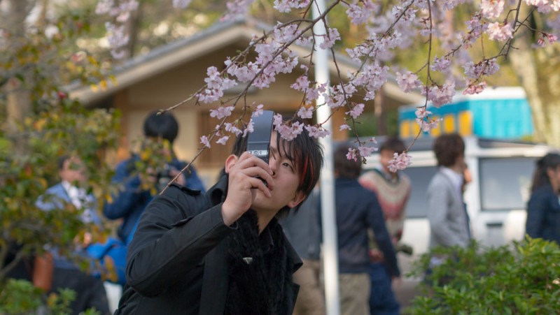 japan kyoto sakura and camera