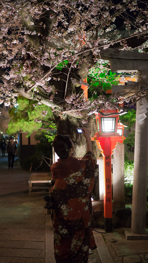 japan kyoto sakura at night