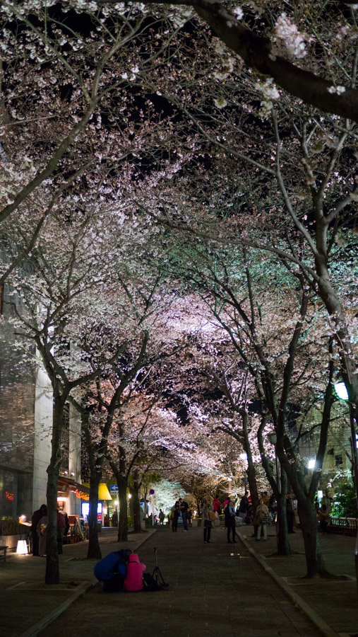 japan kyoto sakura street at night