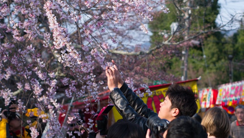 japan kyoto sakura tree