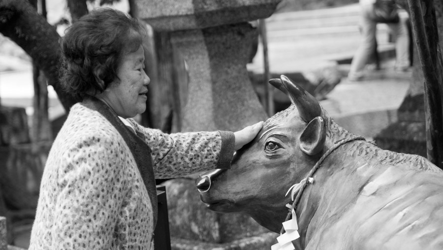 japan nara lady and cow