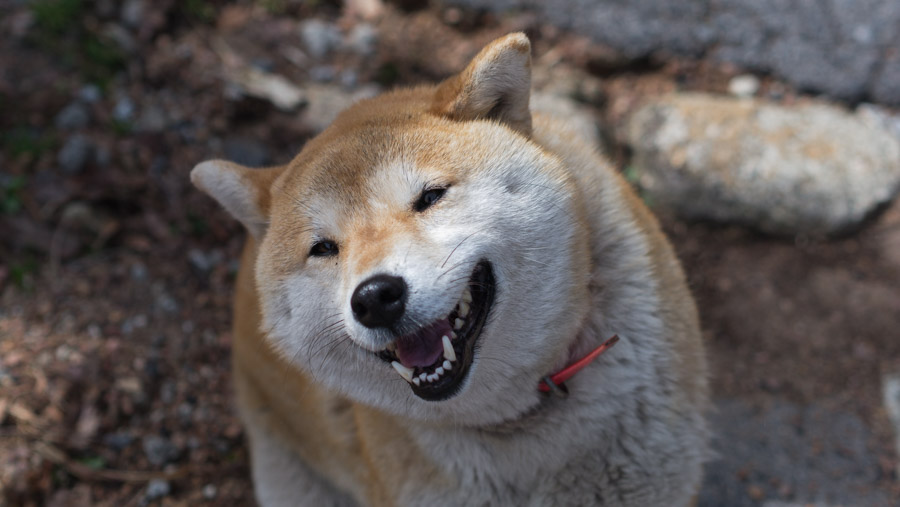 japan smiling dog