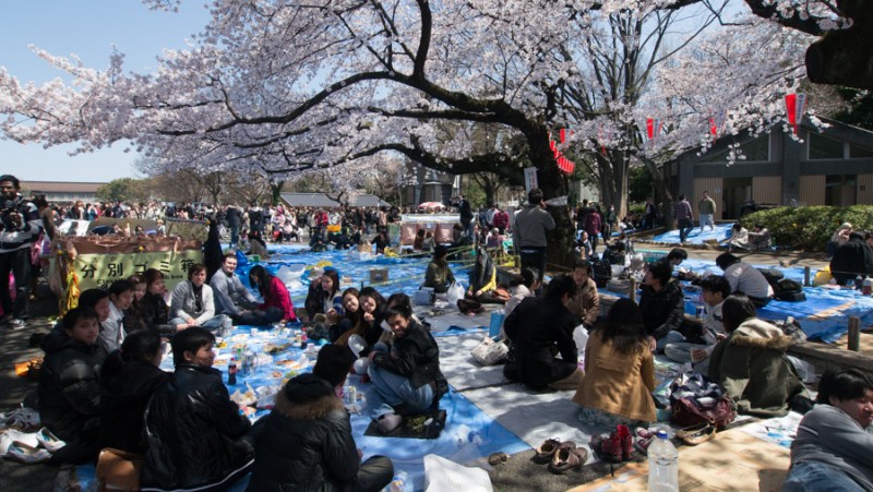 japan tokyo sakura celebration