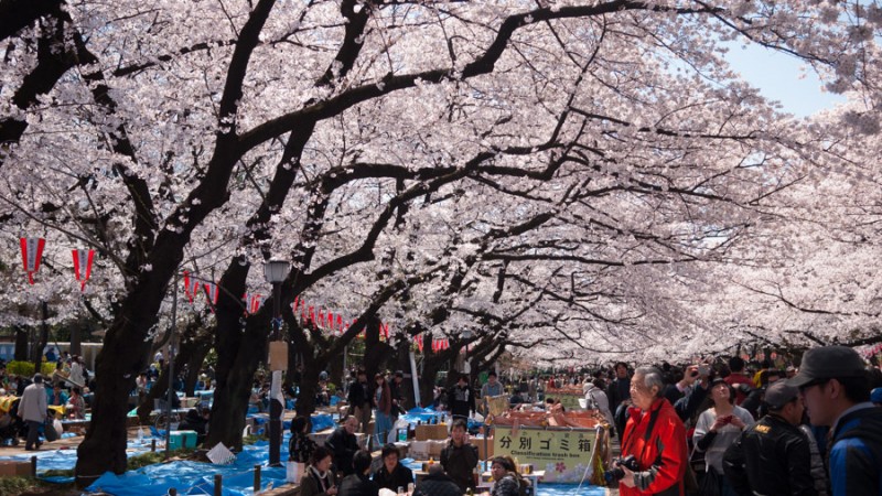 japan tokyo sakura picnic