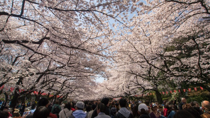 japan tokyo sakura wonder