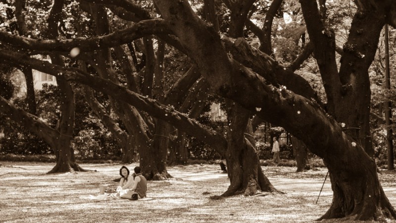 shinjuku park sakura bw