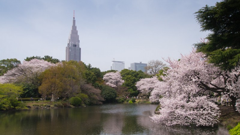 tokyo shinjuku park hanami