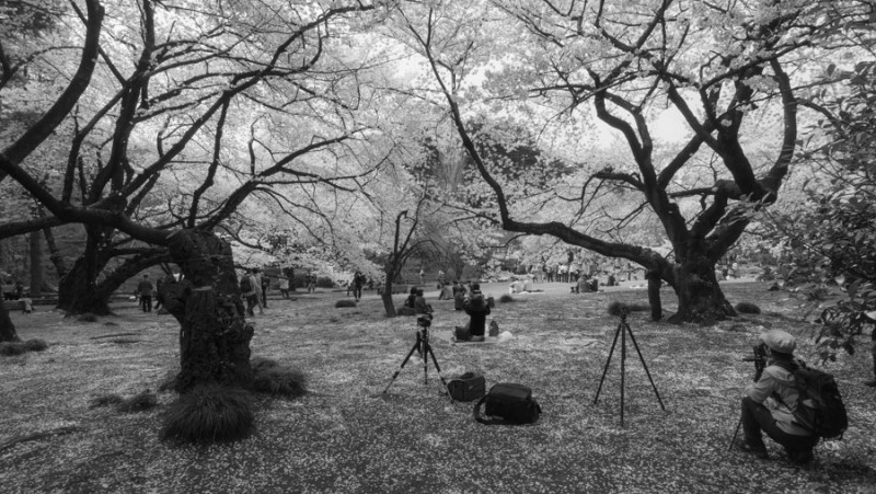 tokyo shinjuku park bw