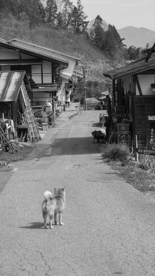 tsumago to magome dog