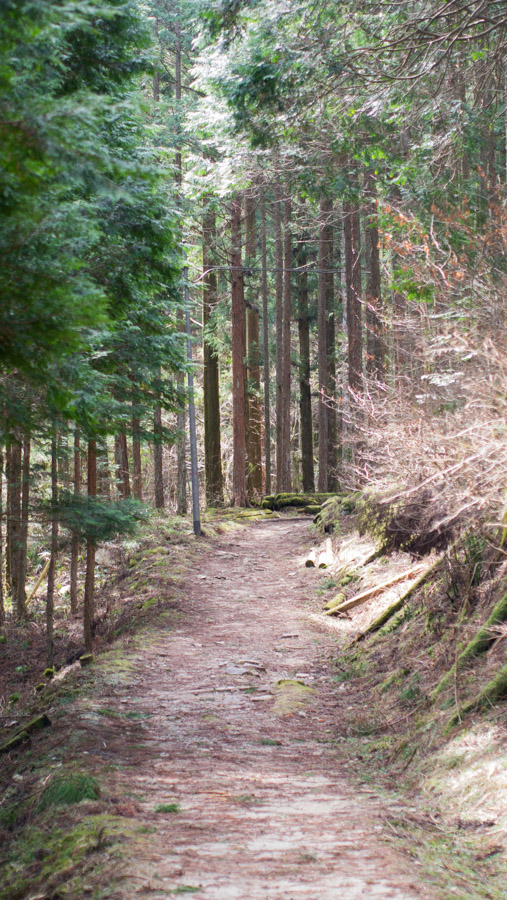 tsumago to magome forest