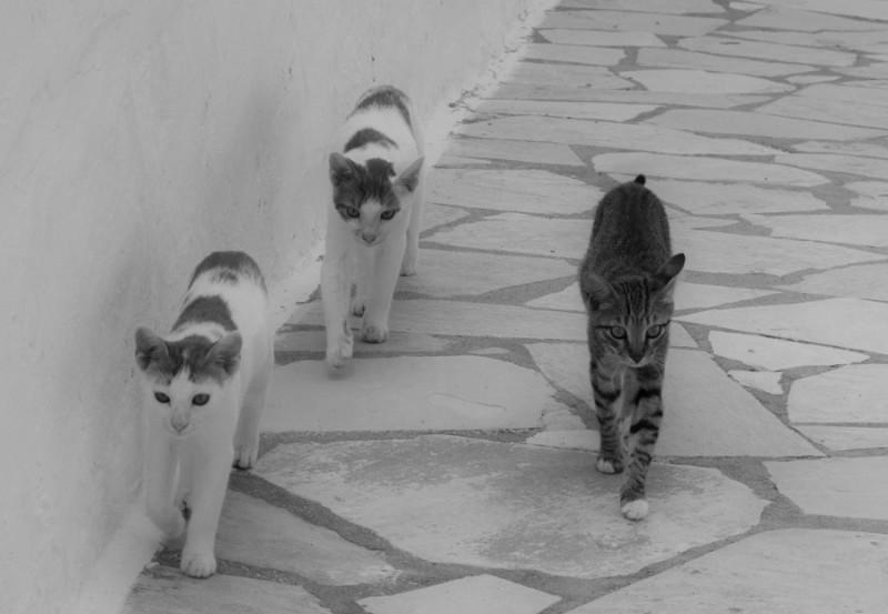 greece milos cats