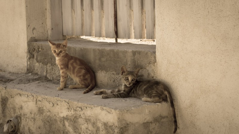 greece santorini cats
