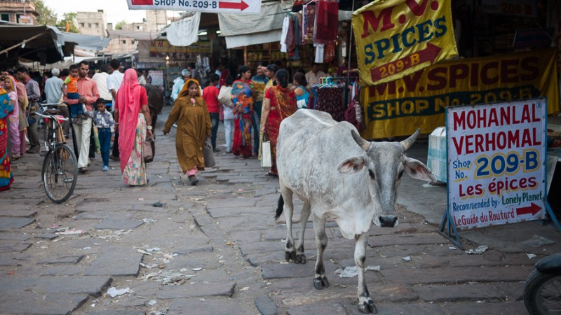 jodhpur market