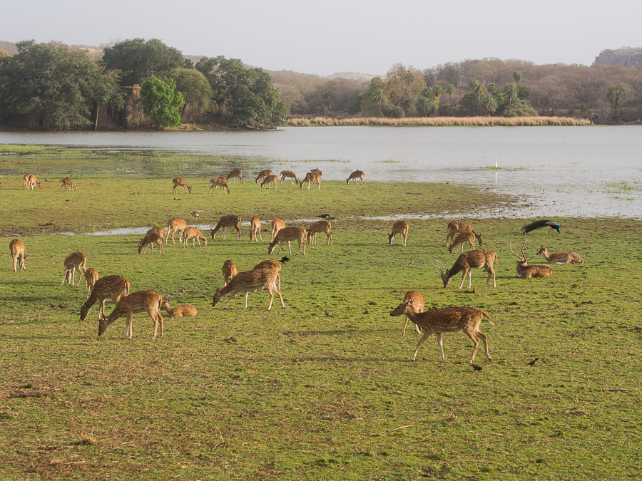 ranthambore wild life