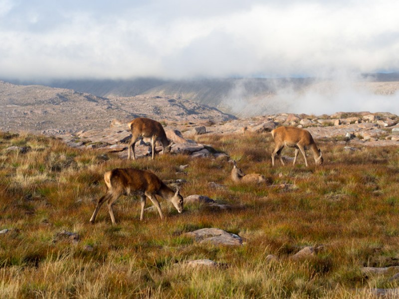scotland bealach na ba viewpoint