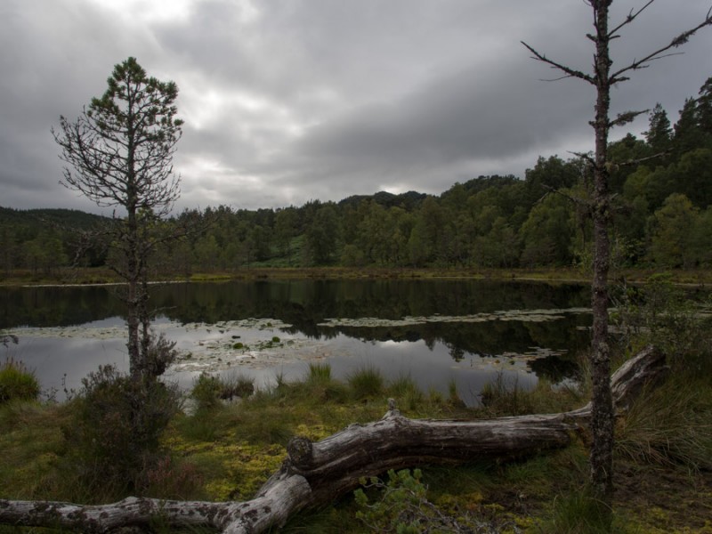 scotland glen affric