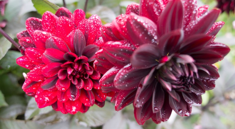 scotland inverewe gardens flowers