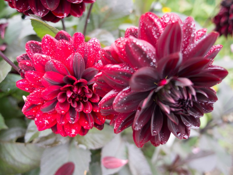 scotland inverewe gardens flowers