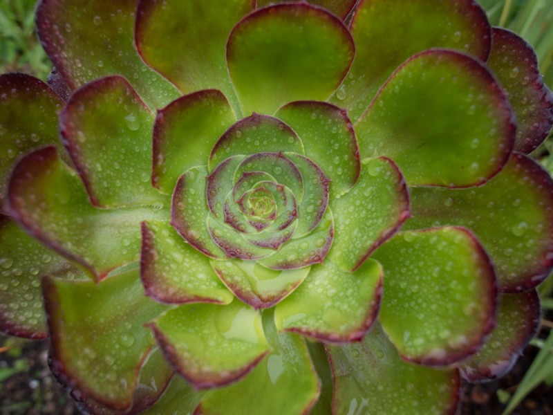 scotland inverewe gardens green