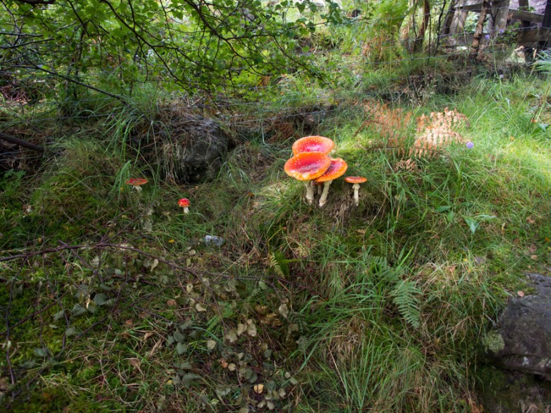 scotland mushrooms
