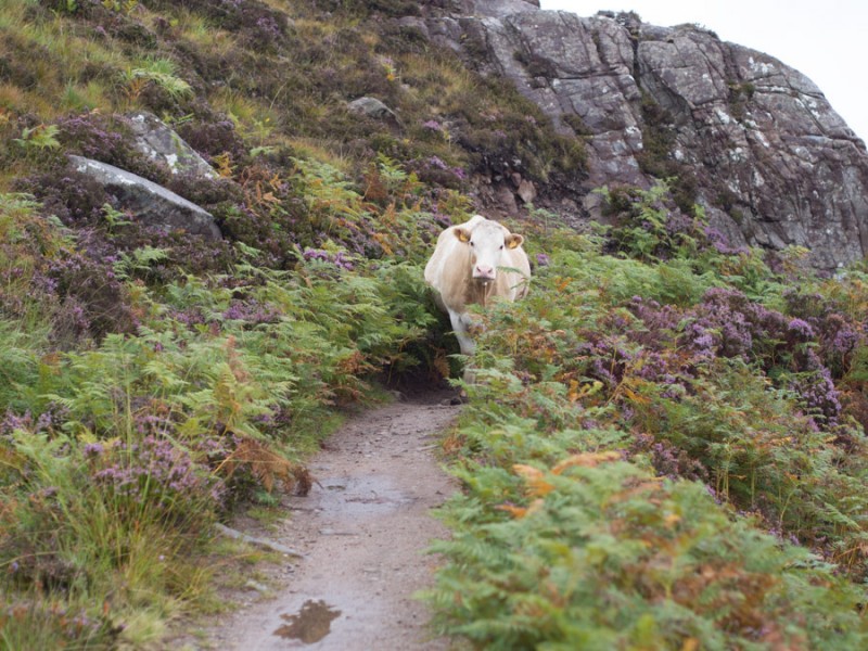 scotland scoraig from badrallach cow