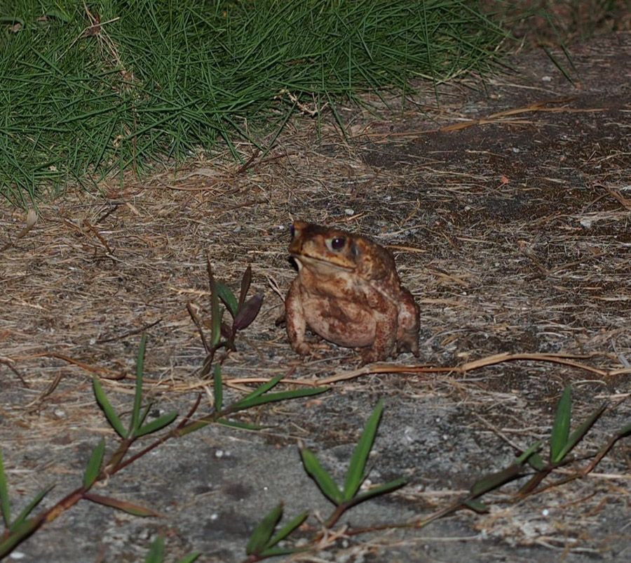 costa rica lookout playa tortuga ojochal frog