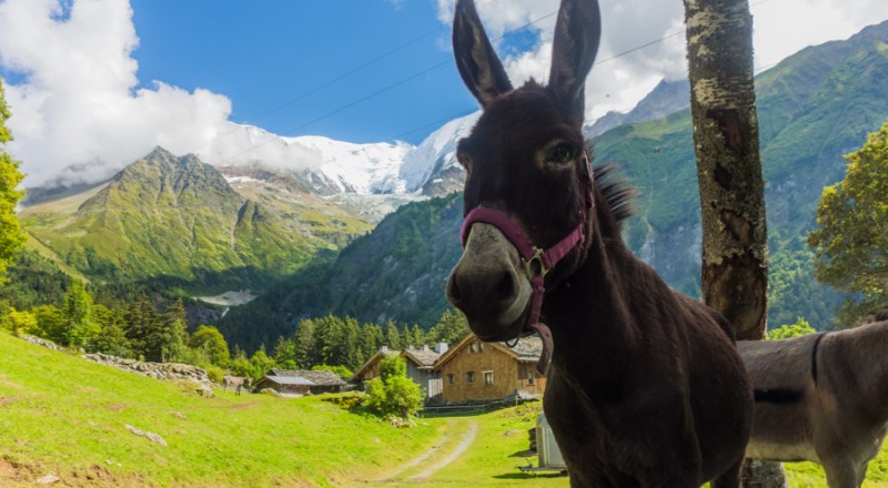 tmb bionassay donkey