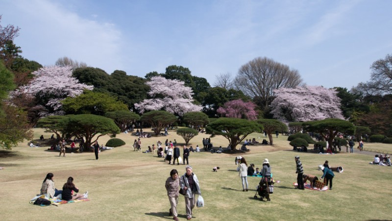 japan sakura in park
