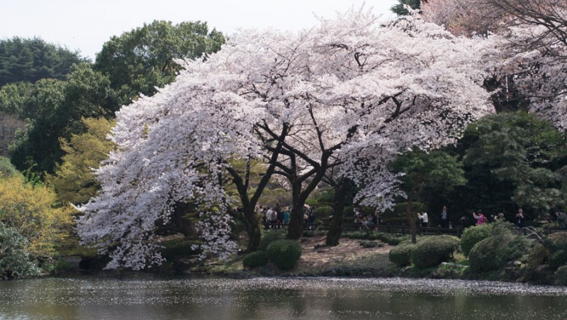 japan sakura tokyo