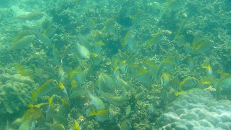 ko pha ngan scuba diving