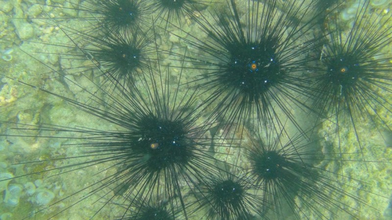 ko pha ngan sea urchins