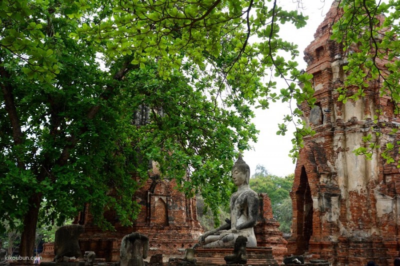 thailand ayutthaya buddah in leaves